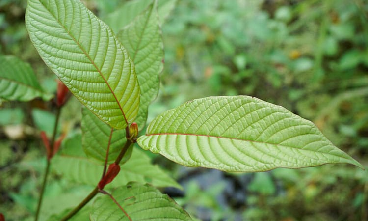 Kratom Powder